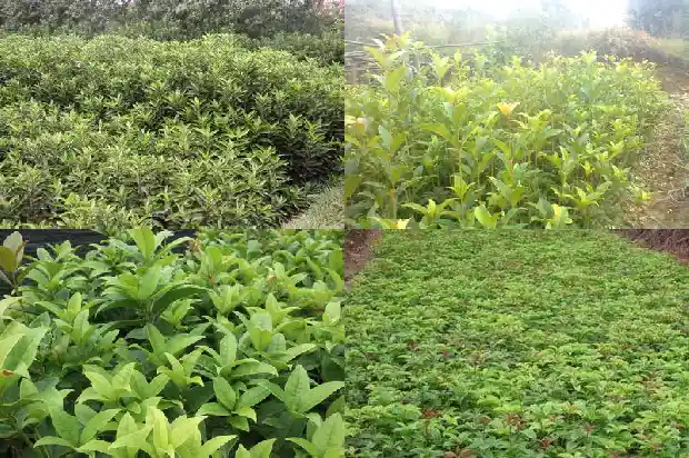 桂花香味有什么作用1682641677548