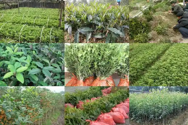 河南桂花树价格最新价格表1689985776073