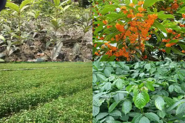 15公分桂花树的价格是多少钱一棵呢1682641986685