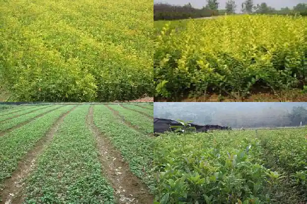 15公分桂花树的价格是多少钱一棵呢1682641986732