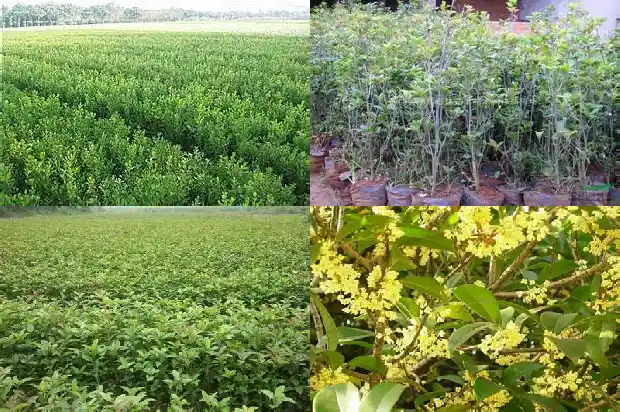 15公分桂花树的价格是多少钱一棵呢1682641986780