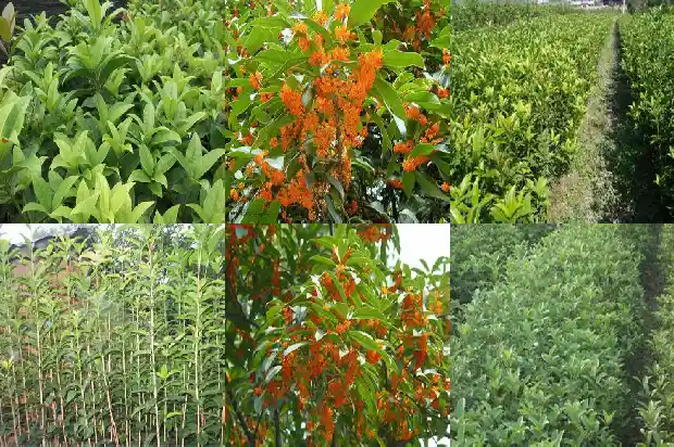 15公分桂花树的价格是多少钱一棵呢1682641986827