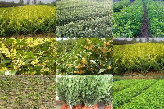 15公分的桂花树价格多少钱一株呢1682642241646
