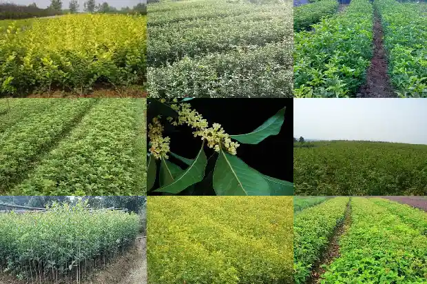 一斤桂花有多少粒1682642629060