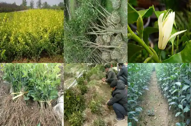 桂花蒸阿小悲秋书评1688521952083