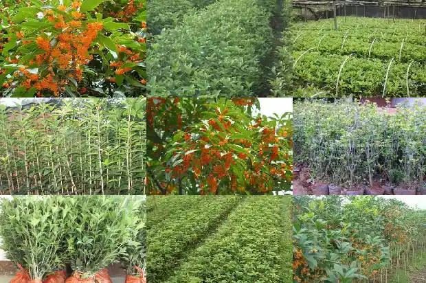 桂花春季新枝打顶吗1690418024728