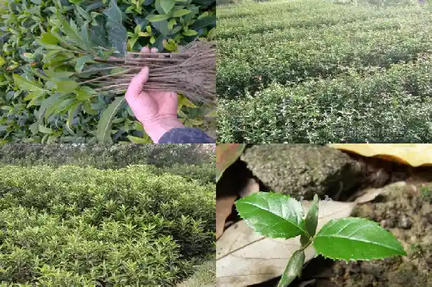 桂花红茶成语1689467315155