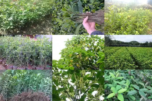 桂花18公分的价格多少钱一盆呢1682643105696