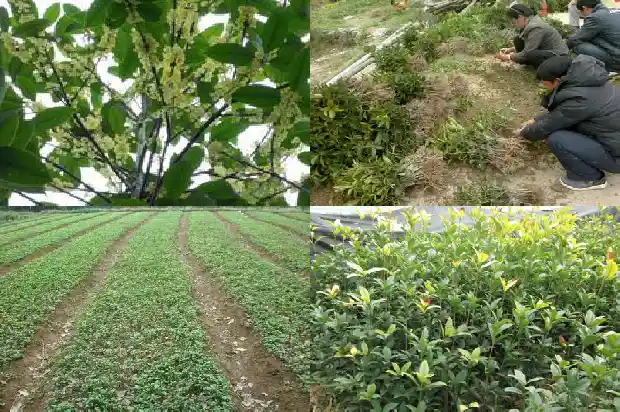 院内种桂花树1688604855480