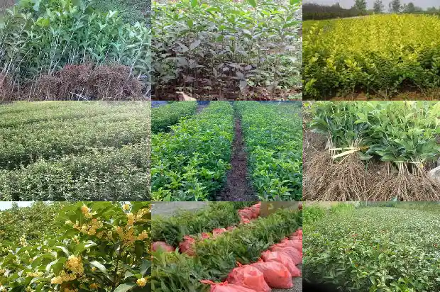桂花栽多久开花1682643313518