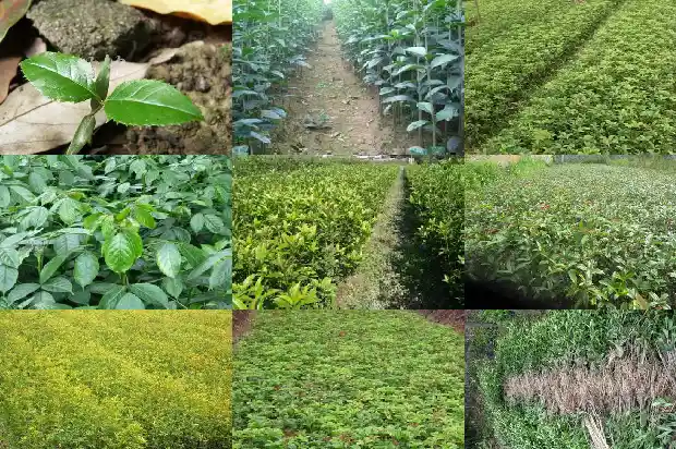 桂花多粗能开花1682643419223