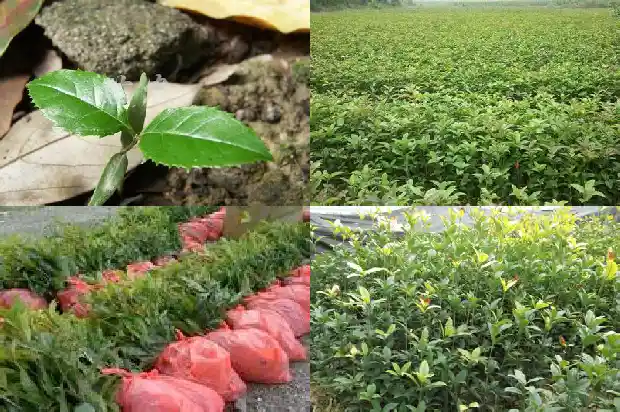 桂花多粗能开花1682643419271