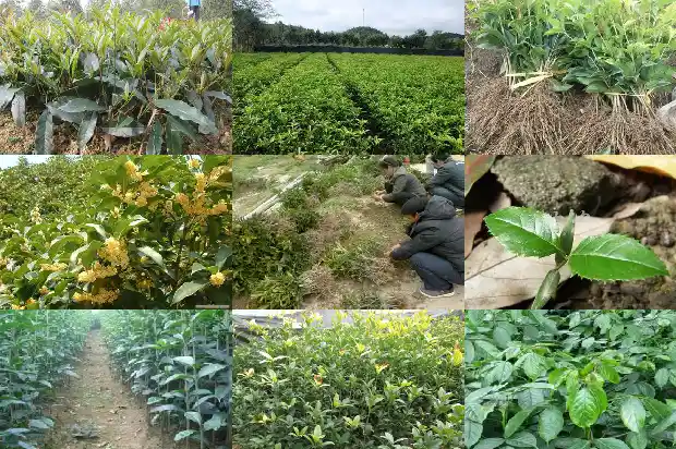 桂花的株高和冠幅1682643501565