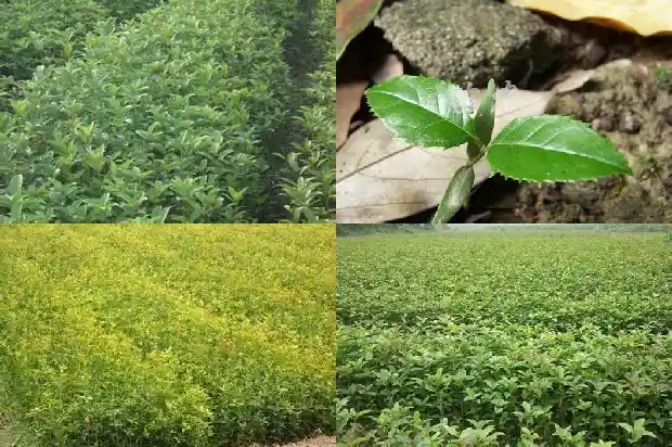 桂花的株高和冠幅1682643501613