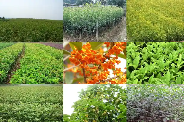 桂花株高冠幅胸径1682643592855