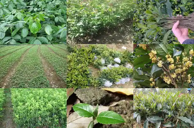 长不高的桂花是哪一种?1682643781830