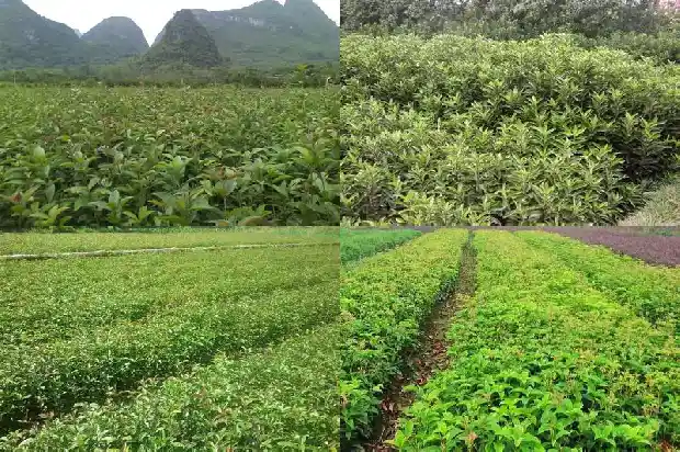 长不高的桂花是哪一种?1682643781877