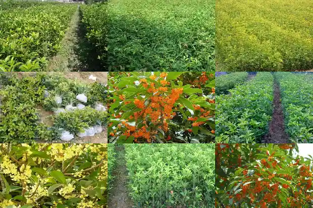 长不高的桂花是哪一种?1682643781925