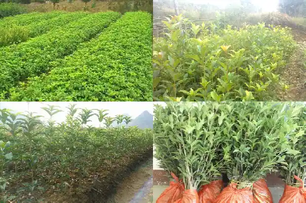 长不高的桂花是哪一种?1682643781973