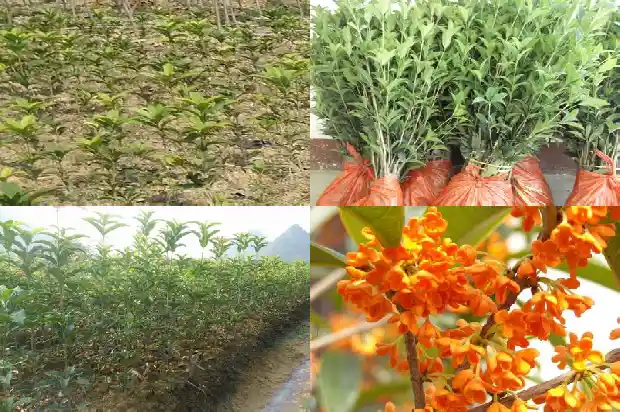 桂花有矮的吗1682643881506
