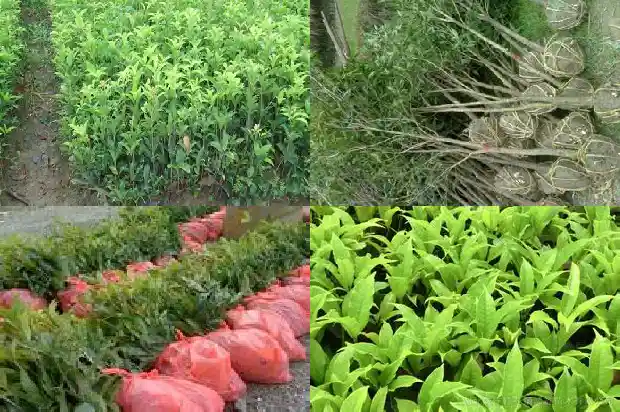 5厘米的桂花价格是多少1682644192585