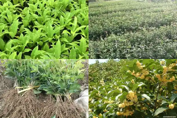 5厘米的桂花价格是多少1682644192632