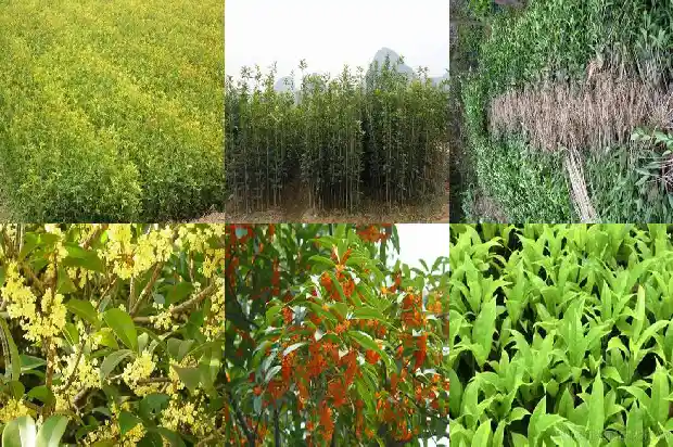 5厘米的桂花价格是多少1682644192678