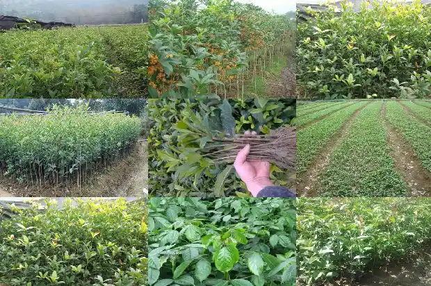 成都桂花树市场价格12--15公分贵吗多少钱一斤1682644270446