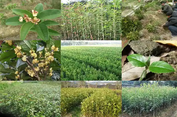 1米高桂花树价格多少一棵呢1682644348353