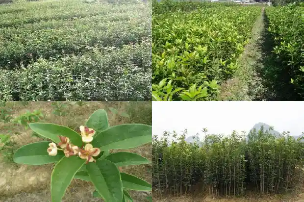 桂花树现在价格贵不贵呀怎么回事儿1682644467082