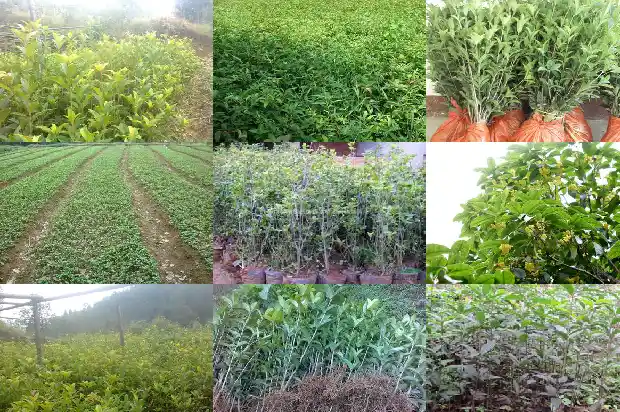 桂花树便宜吗能活多久1682644526682