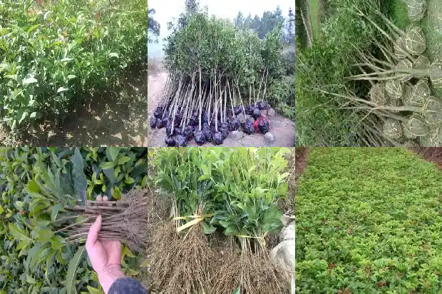 桂花树几年苗移植好活1689838514641