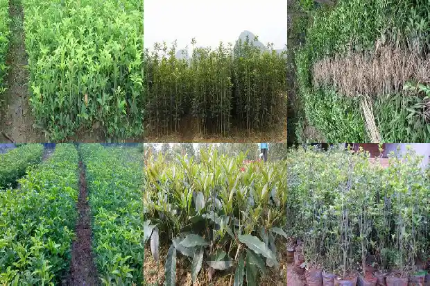 桂花树便宜卖多少一棵1682644590416