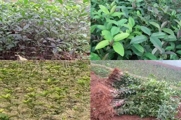 桂花树易活吗1682644646718