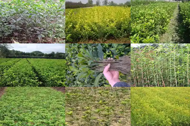 桂花树好活吗?1682644706513