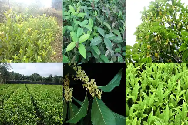 桂花树好活吗?1682644706561