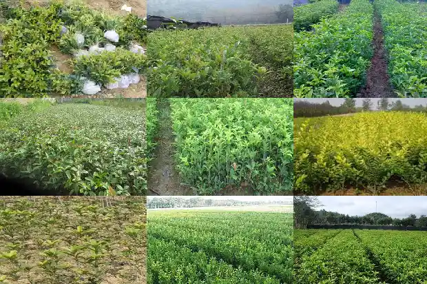 桂花乌龙茶上火吗还是降火1689467825611