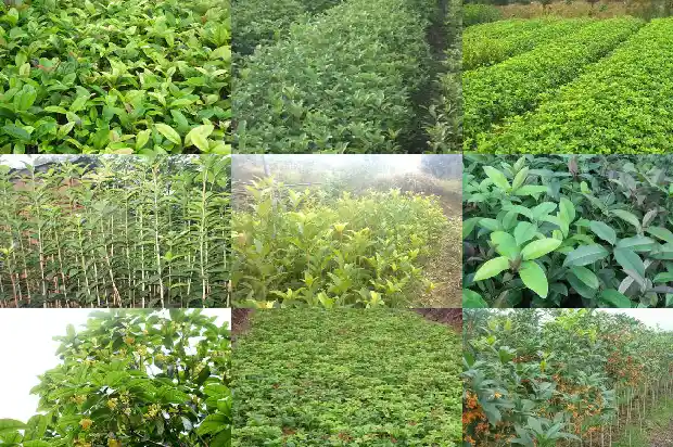 桂花树不值钱做成盆景吗1682644825934