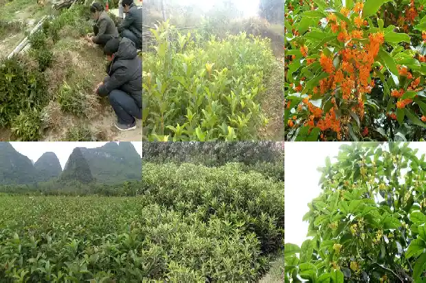 桂花树不值钱做成盆景吗1682644825982