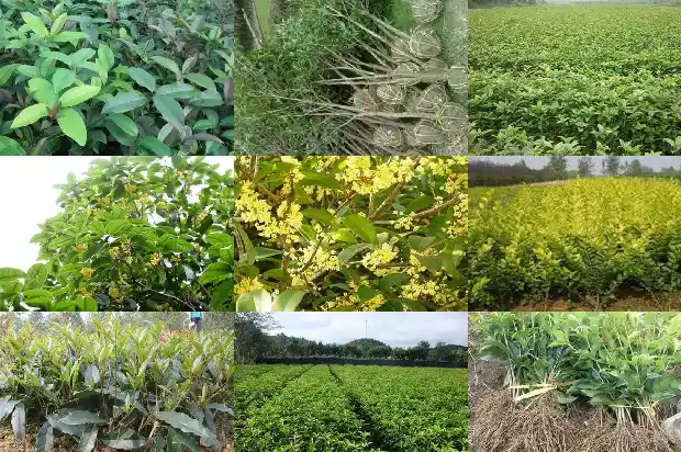桂花树可做盆景吗1682644874833