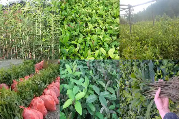 桂花树可做盆景吗1682644874881