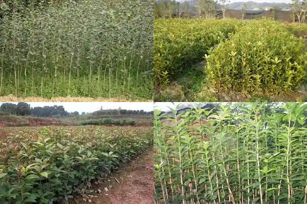 桂花树可做盆景吗1682644874976