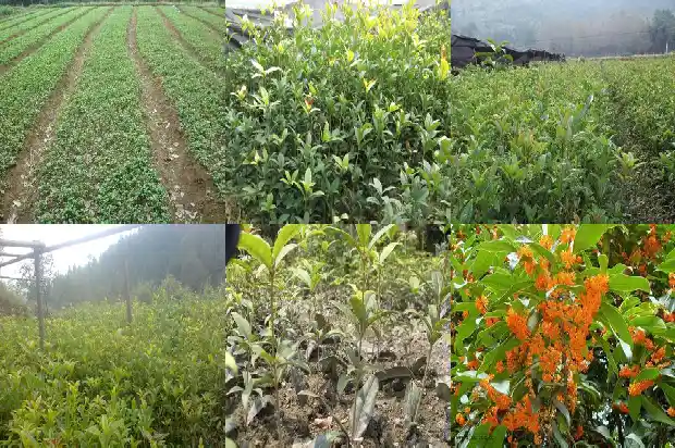 桂花树越大越贵吗为什么1682644918683