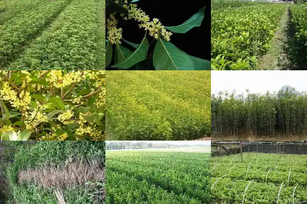 桂花树越大越贵吗为什么1682644918731