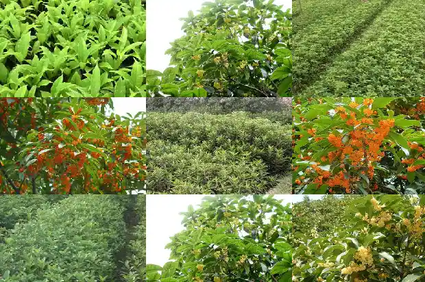 现在的桂花树什么价格能买到呀1682645065010