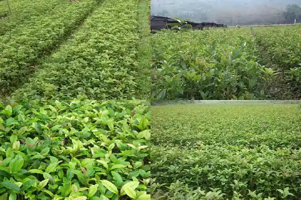 桂花村种家好吗1682645090262