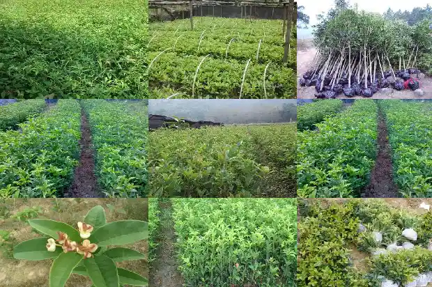 桂花村种家好吗1682645090310