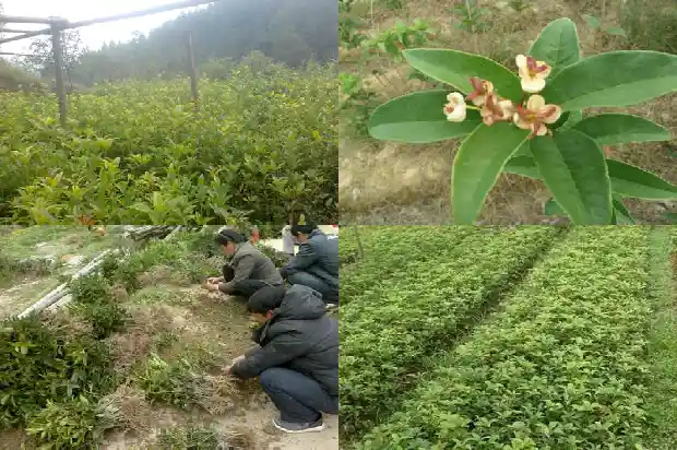 金桂花如何种植1682645165658