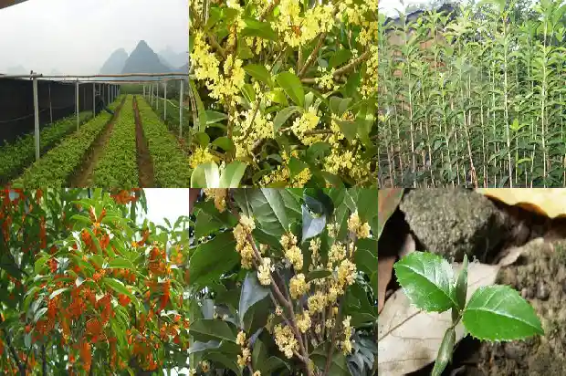 门口种植桂花树好吗1688607972267