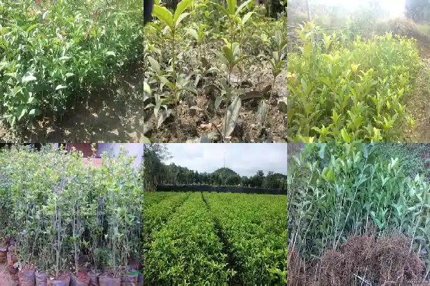 状元红桂花北方能地栽吗1682645357232